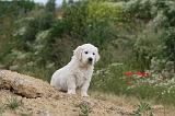 GOLDEN RETRIEVER 288